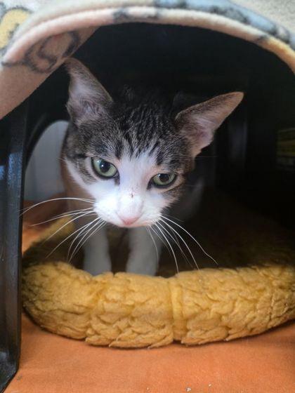 Nala, Adoptable, Adult Female Domestic Short Hair & Domestic Short Hair.