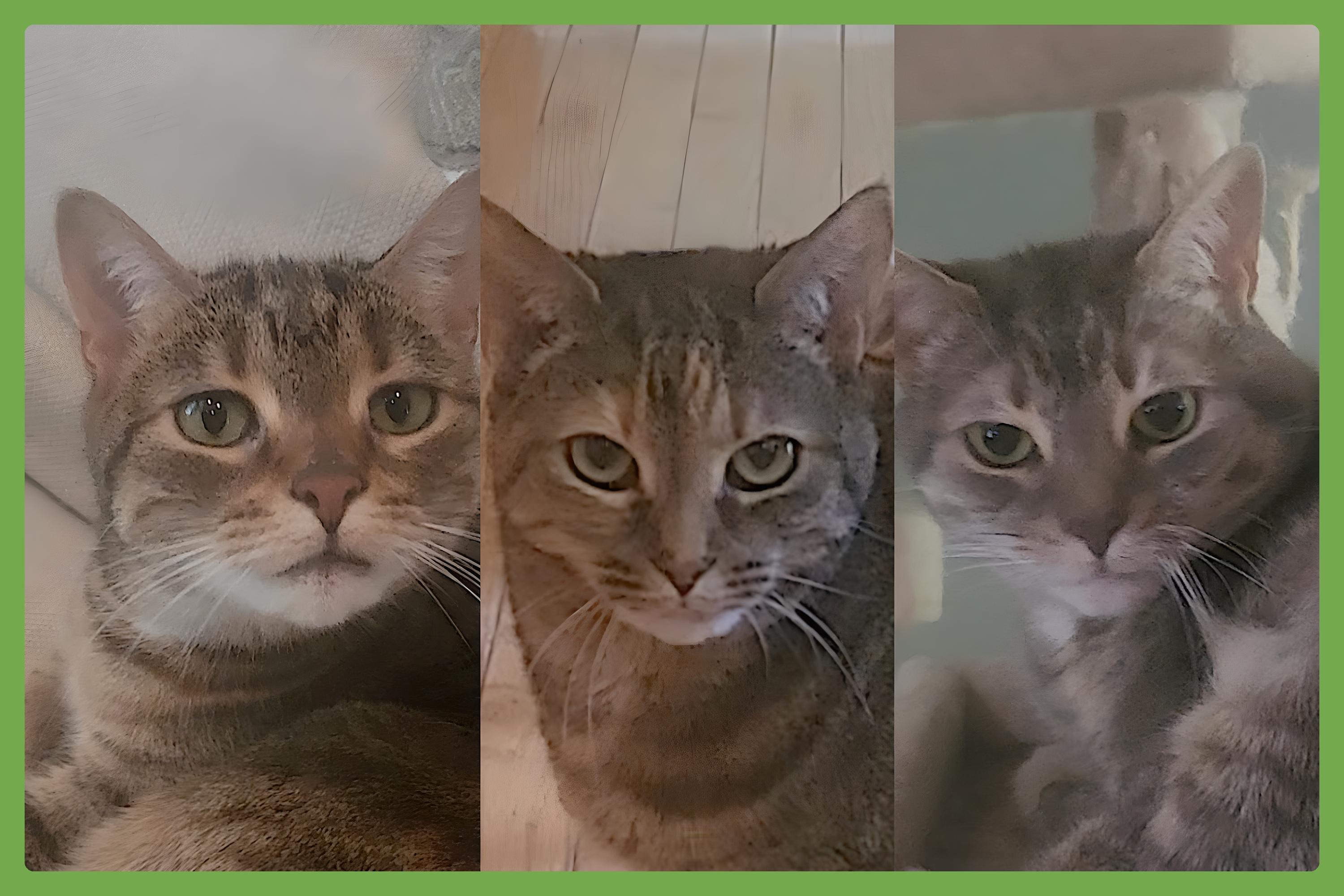 Avery, Cali and Lexi — thumbnail 2