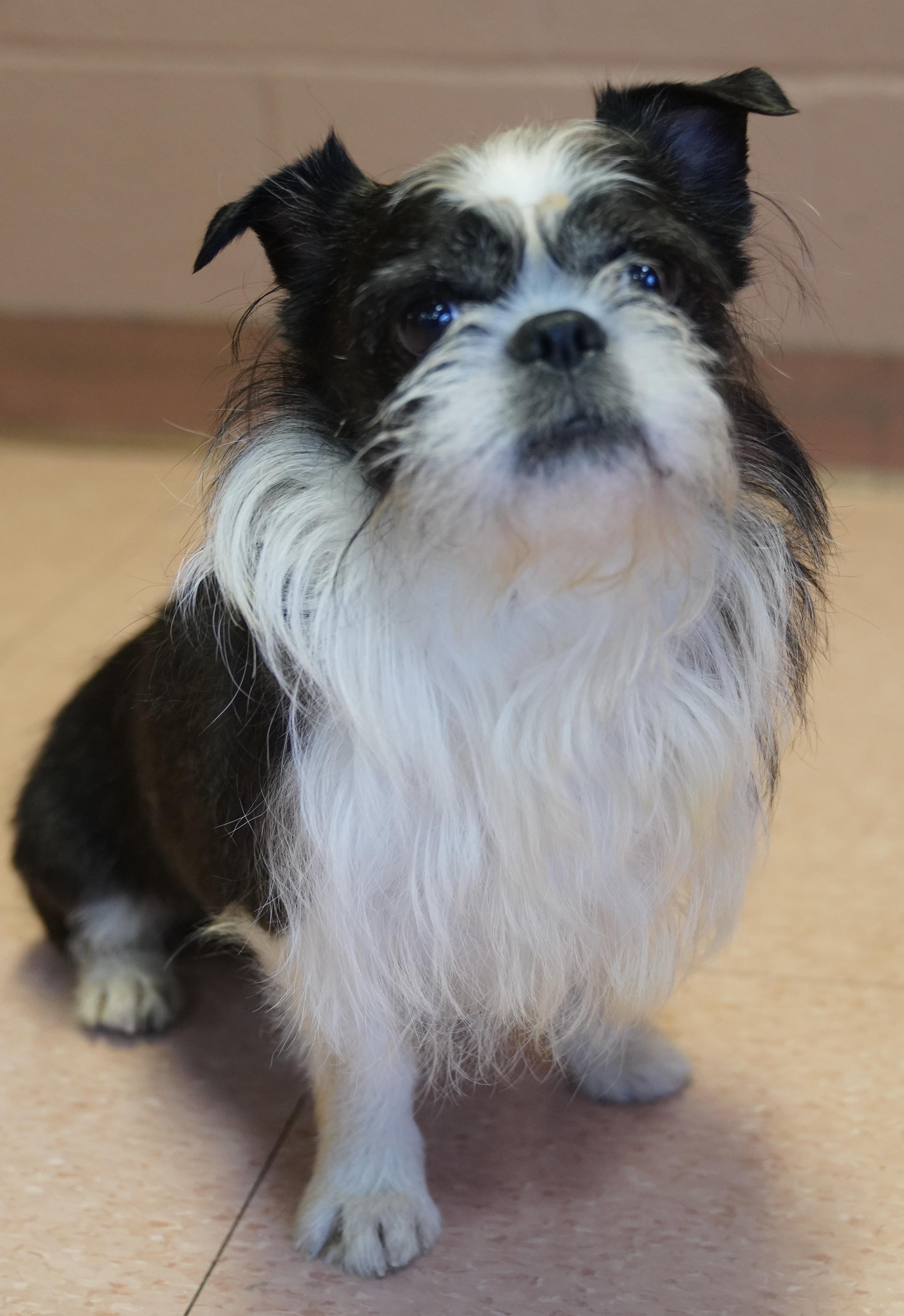 Enlarge Alfie , a ADOPTABLE mixed breed in Pottsville, PA image 5/6