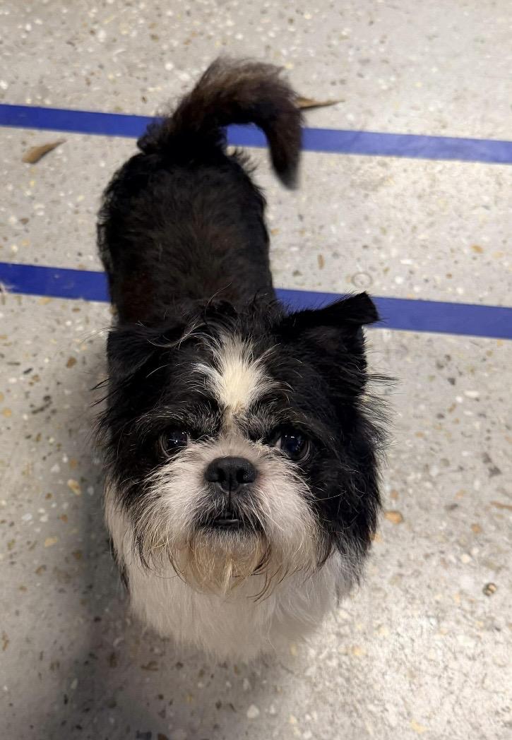 Enlarge Alfie , a ADOPTABLE mixed breed in Pottsville, PA image 3/6