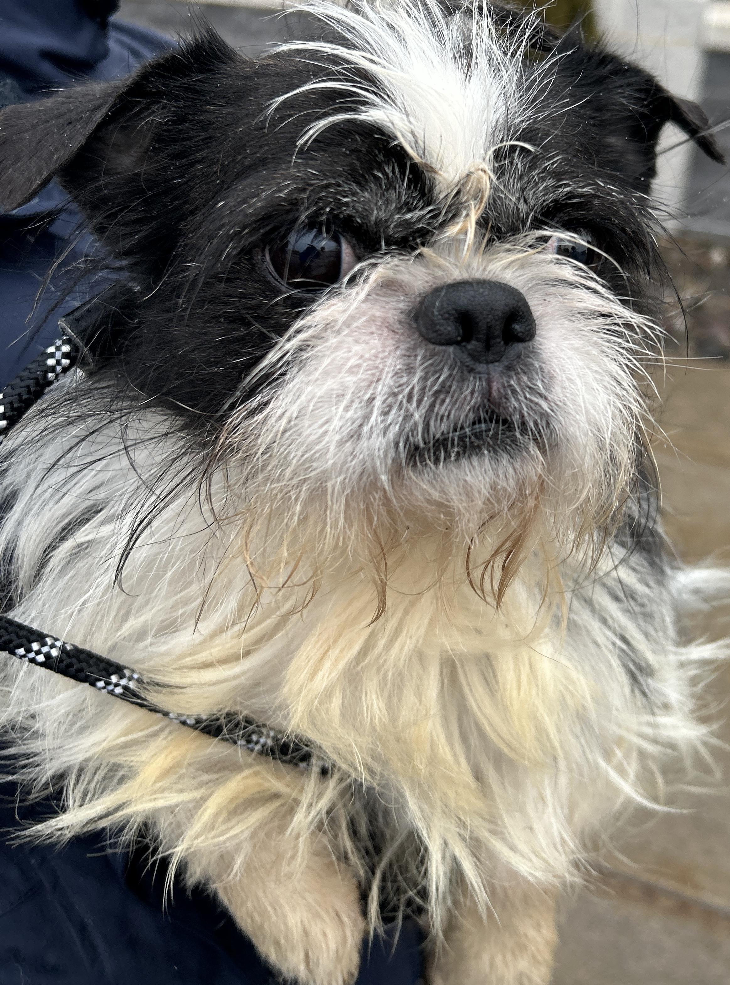 Enlarge Alfie , a ADOPTABLE mixed breed in Pottsville, PA image 2/6