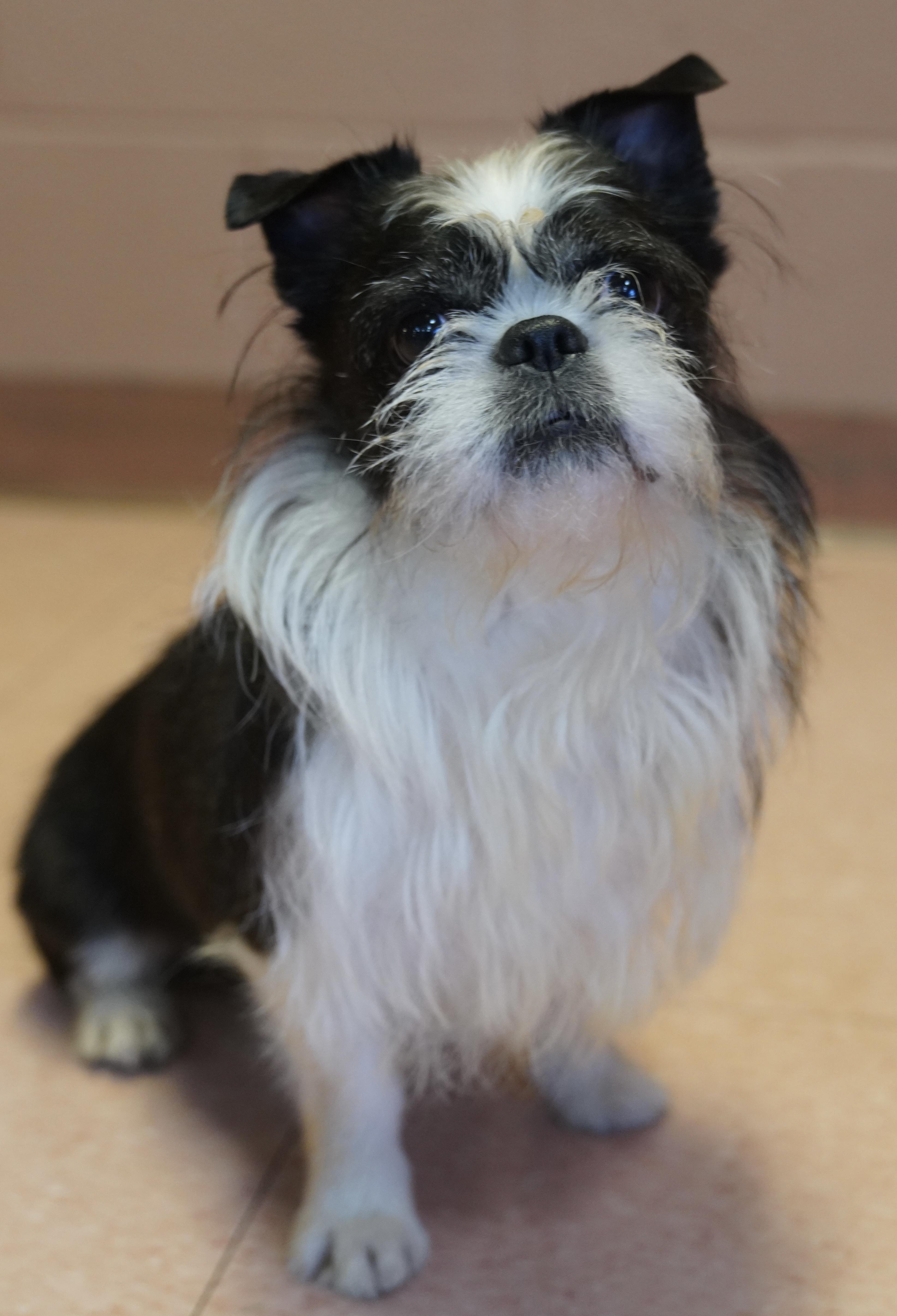 Enlarge Alfie , a ADOPTABLE mixed breed in Pottsville, PA image 6/6