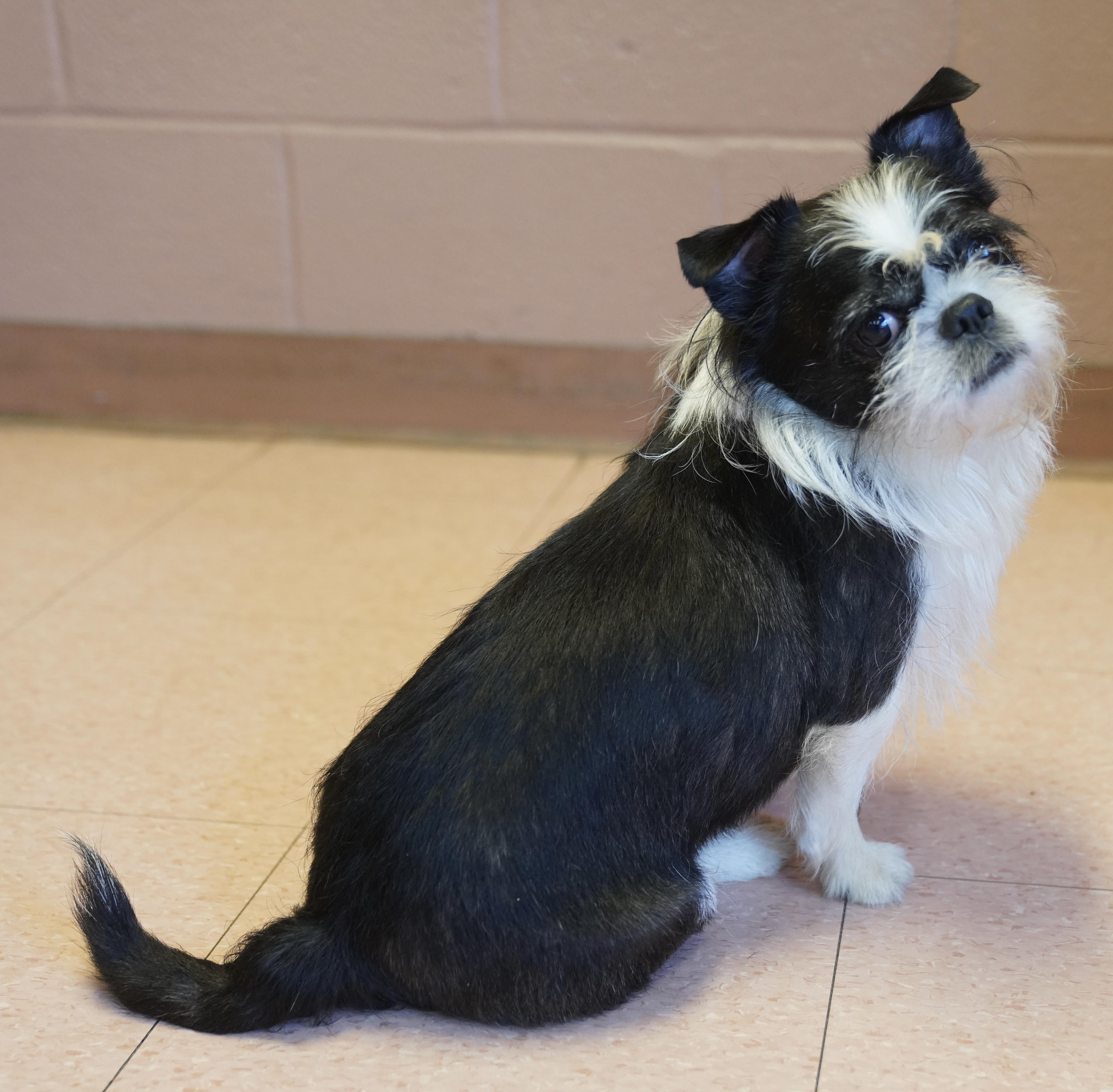 Enlarge Alfie , a ADOPTABLE mixed breed in Pottsville, PA image 4/6