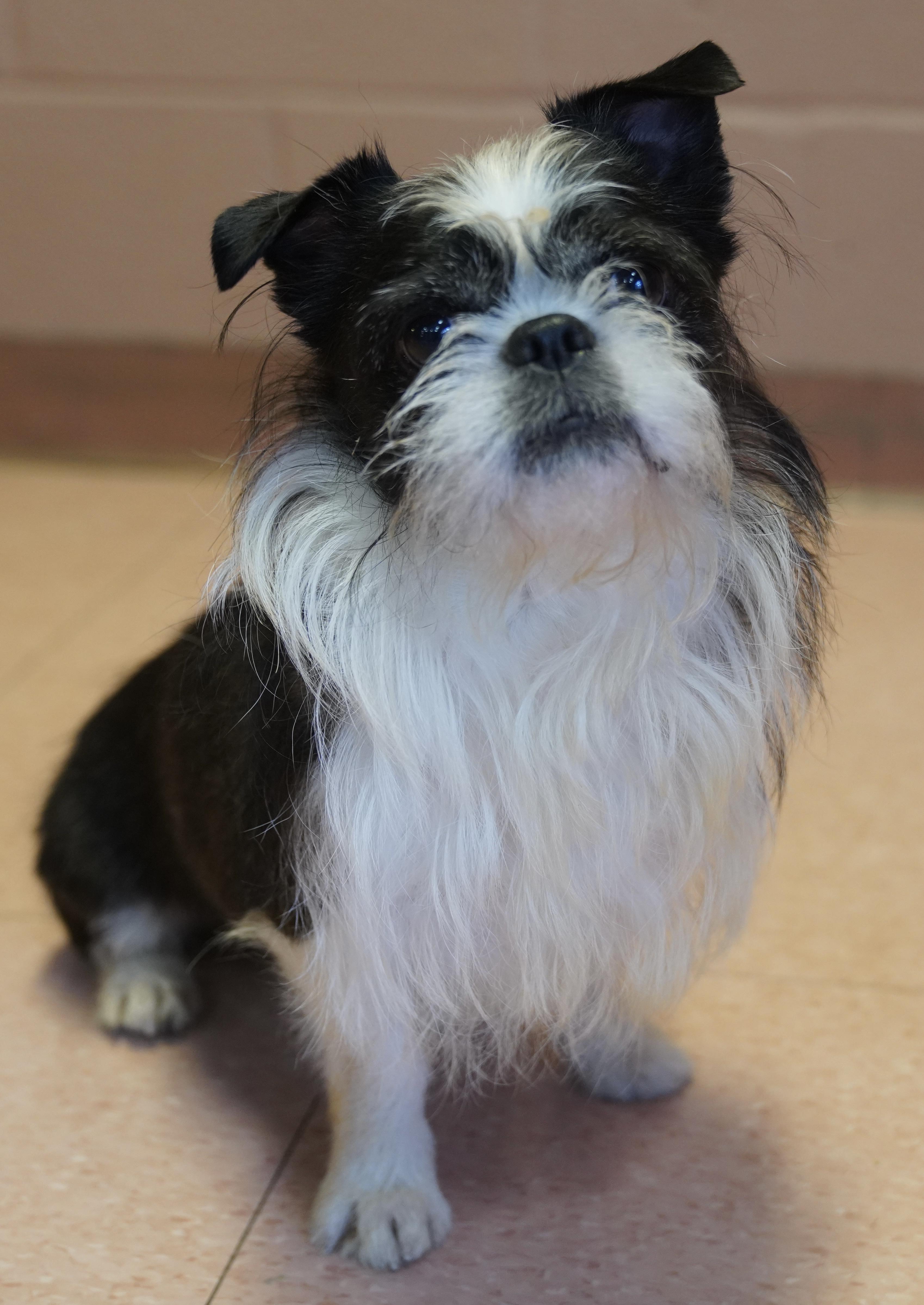 Enlarge Alfie , a ADOPTABLE mixed breed in Pottsville, PA image 1/6