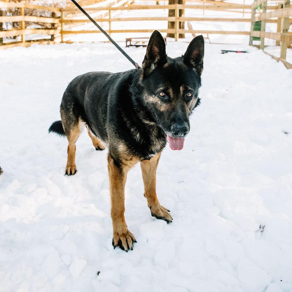 Enlarge Warwick, a Adoptable German Shepherd Dog in Chester Springs, PA image 5/6