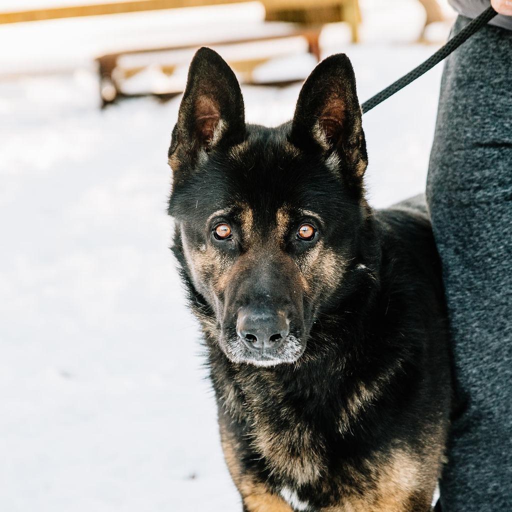 Enlarge Warwick, a Adoptable German Shepherd Dog in Chester Springs, PA image 4/6