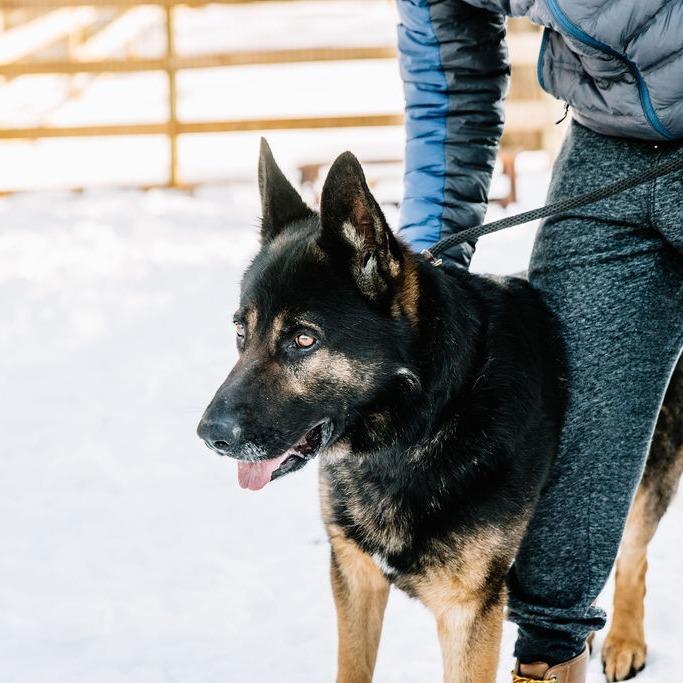 Enlarge Warwick, a Adoptable German Shepherd Dog in Chester Springs, PA image 2/6