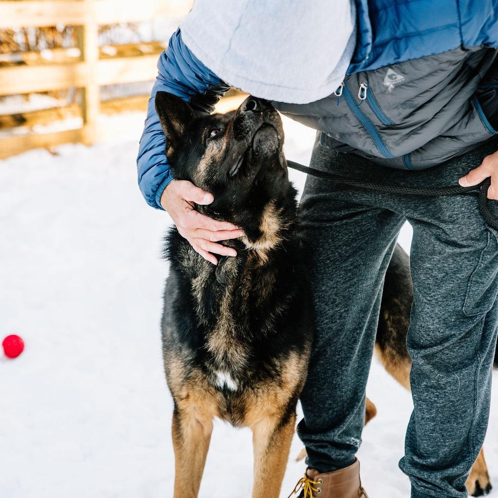 Enlarge Warwick, a Adoptable German Shepherd Dog in Chester Springs, PA image 3/6