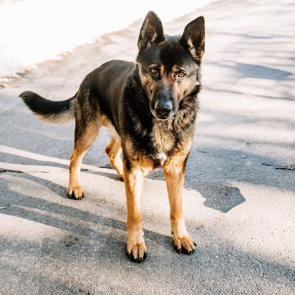 Enlarge Warwick, a Adoptable German Shepherd Dog in Chester Springs, PA image 1/6