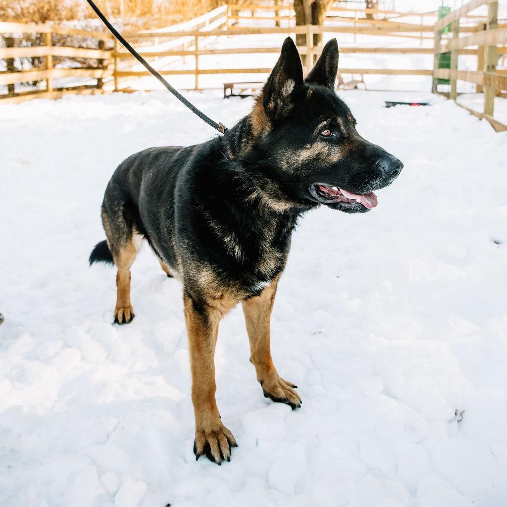 Enlarge Warwick, a Adoptable German Shepherd Dog in Chester Springs, PA image 6/6