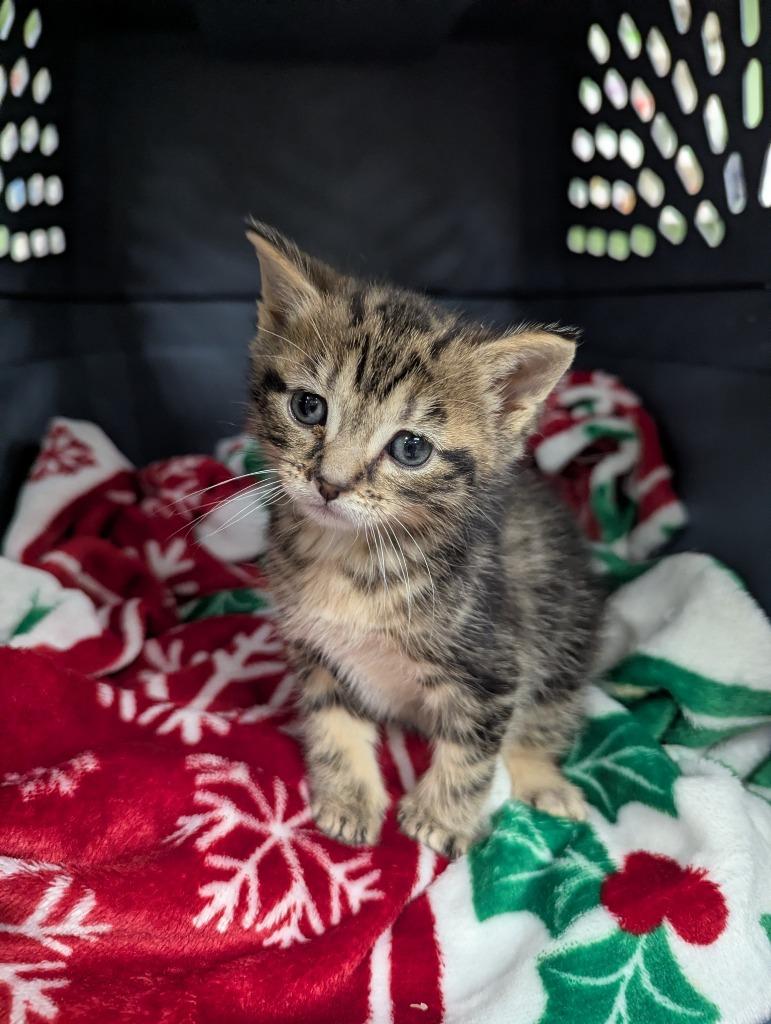 Dennis, Adopted, Kitten Male Domestic Short Hair.