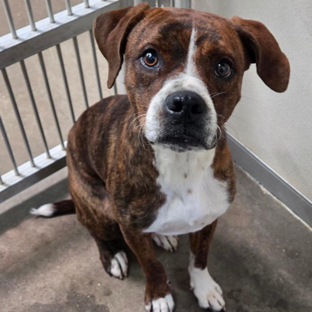 Enlarge Rodger, an adopted mixed breed in Graham, TX image 5/5