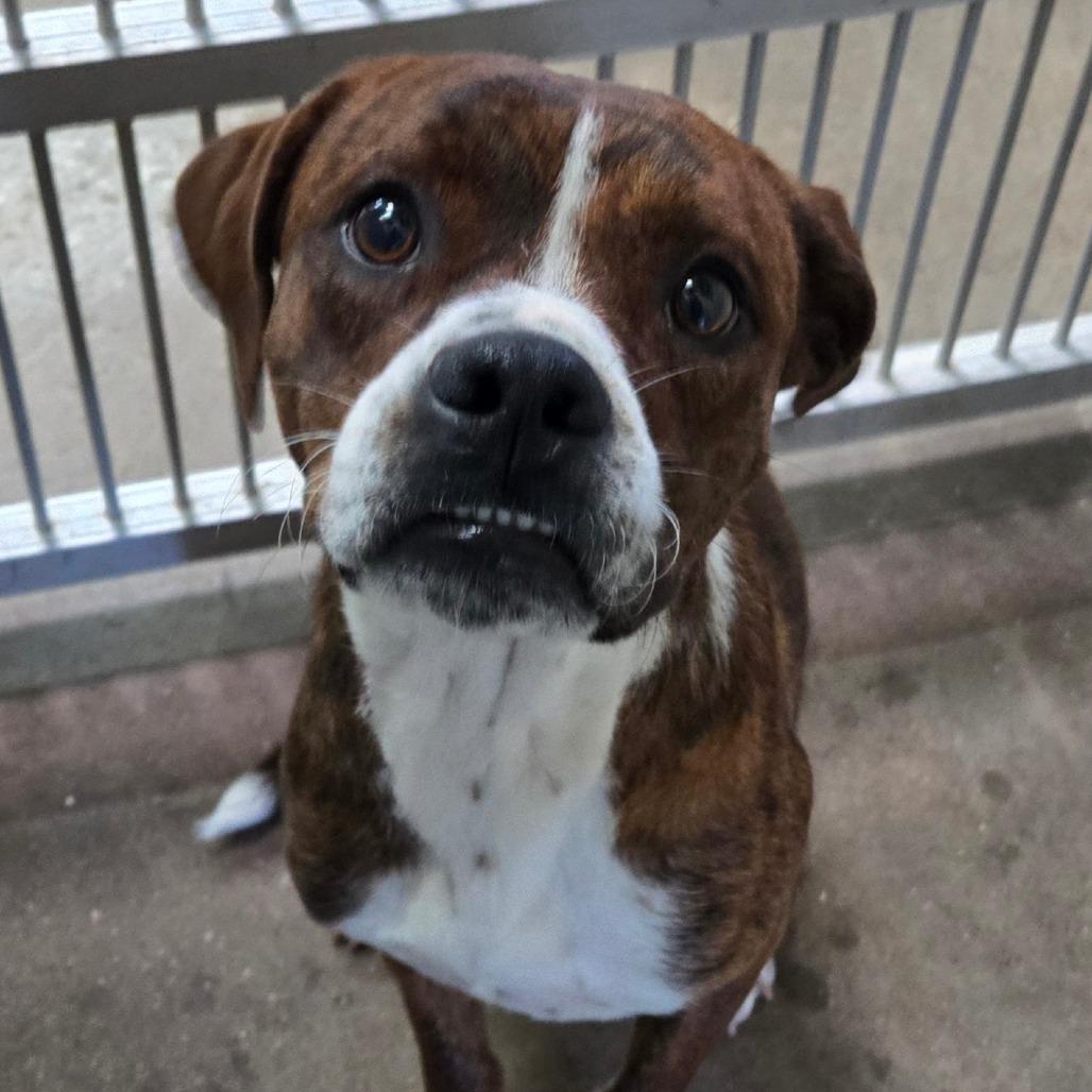 Enlarge Rodger, an adopted mixed breed in Graham, TX image 4/5