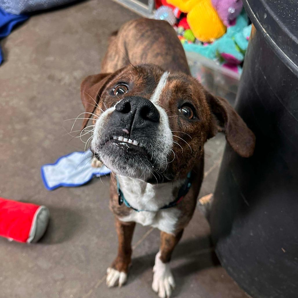 Rodger, Adoptable, Adult Male Boxer & Mixed Breed.