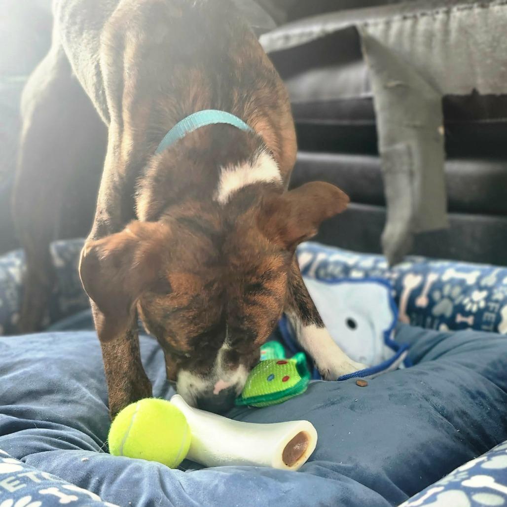 Enlarge Rodger, an adopted mixed breed in Graham, TX image 2/5