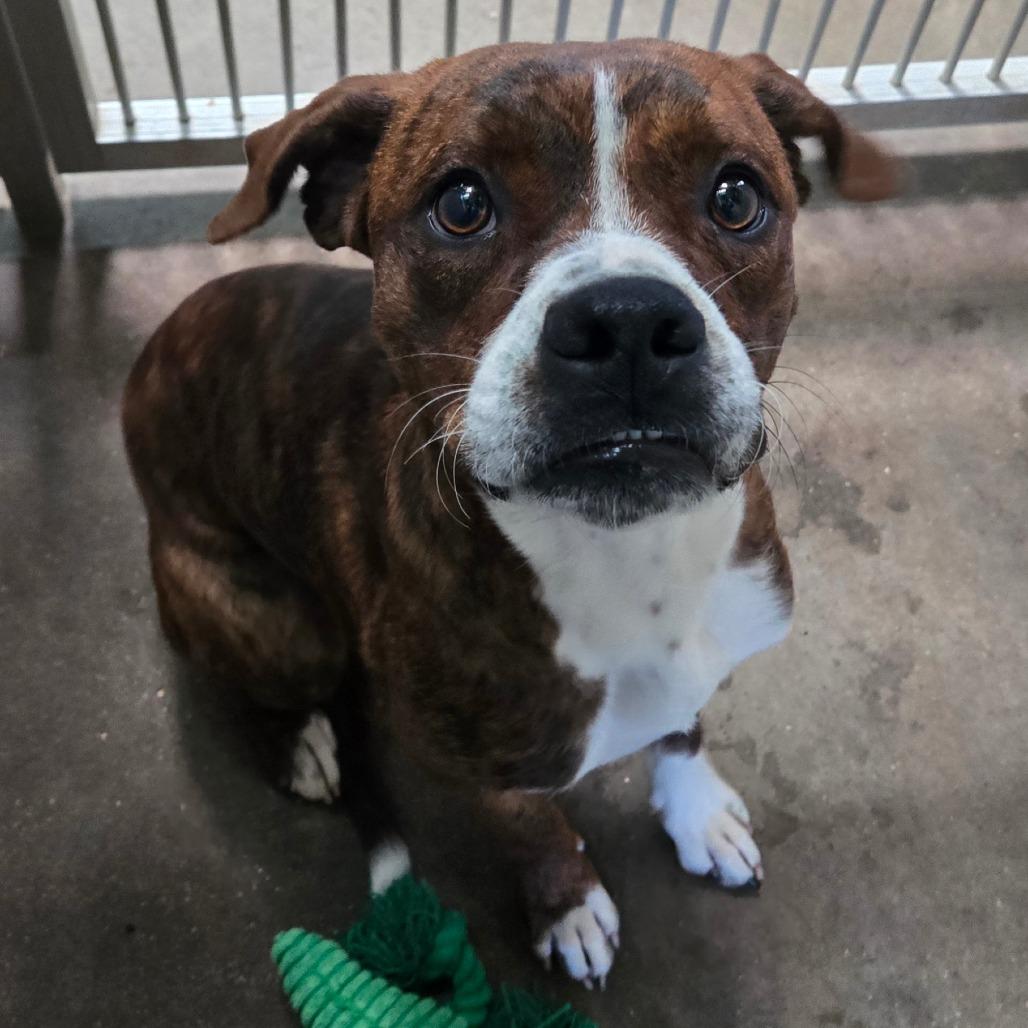Enlarge Rodger, an adopted mixed breed in Graham, TX image 3/5