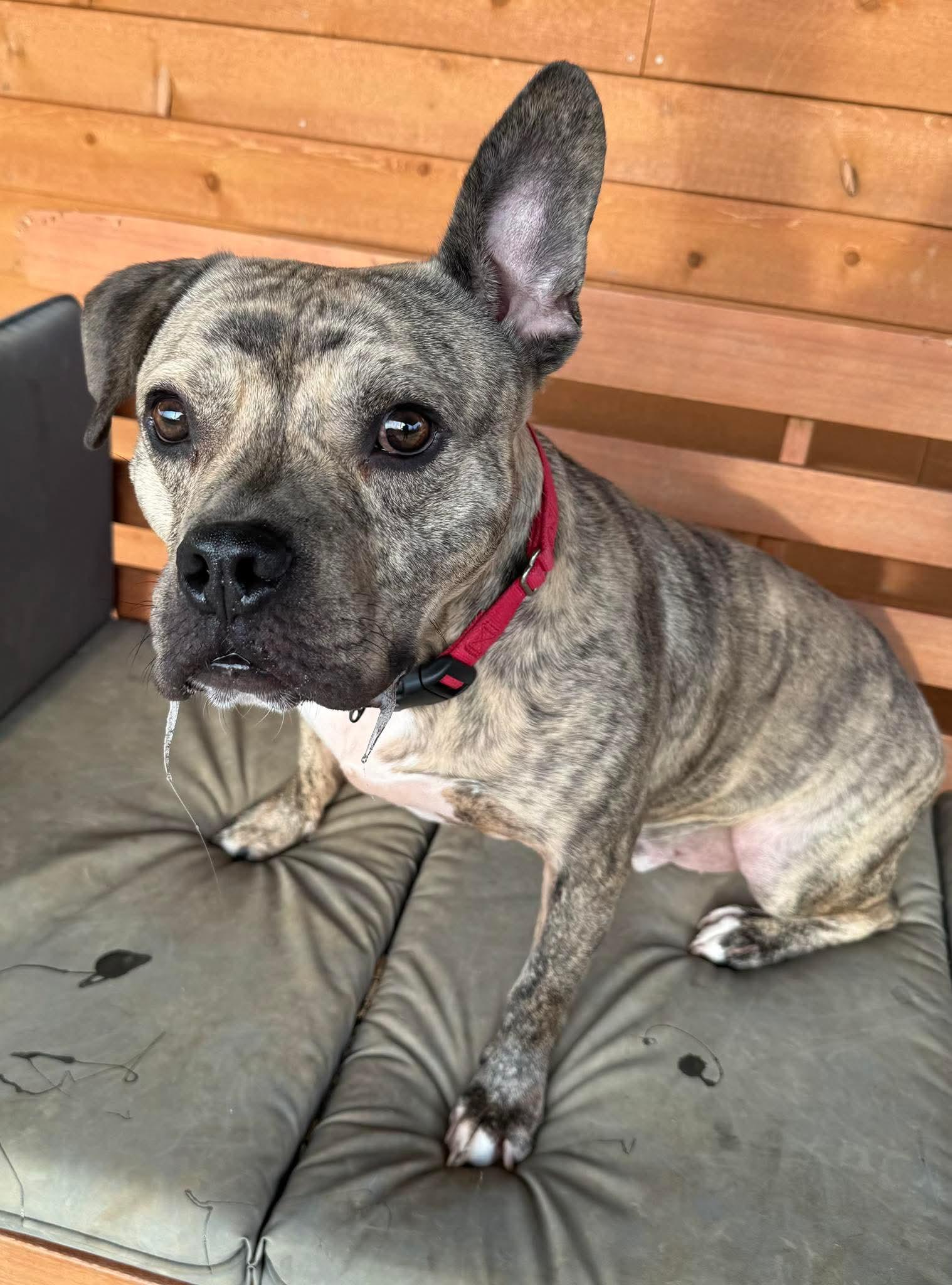 Willy, Adoptable, Adult Male English Bulldog.