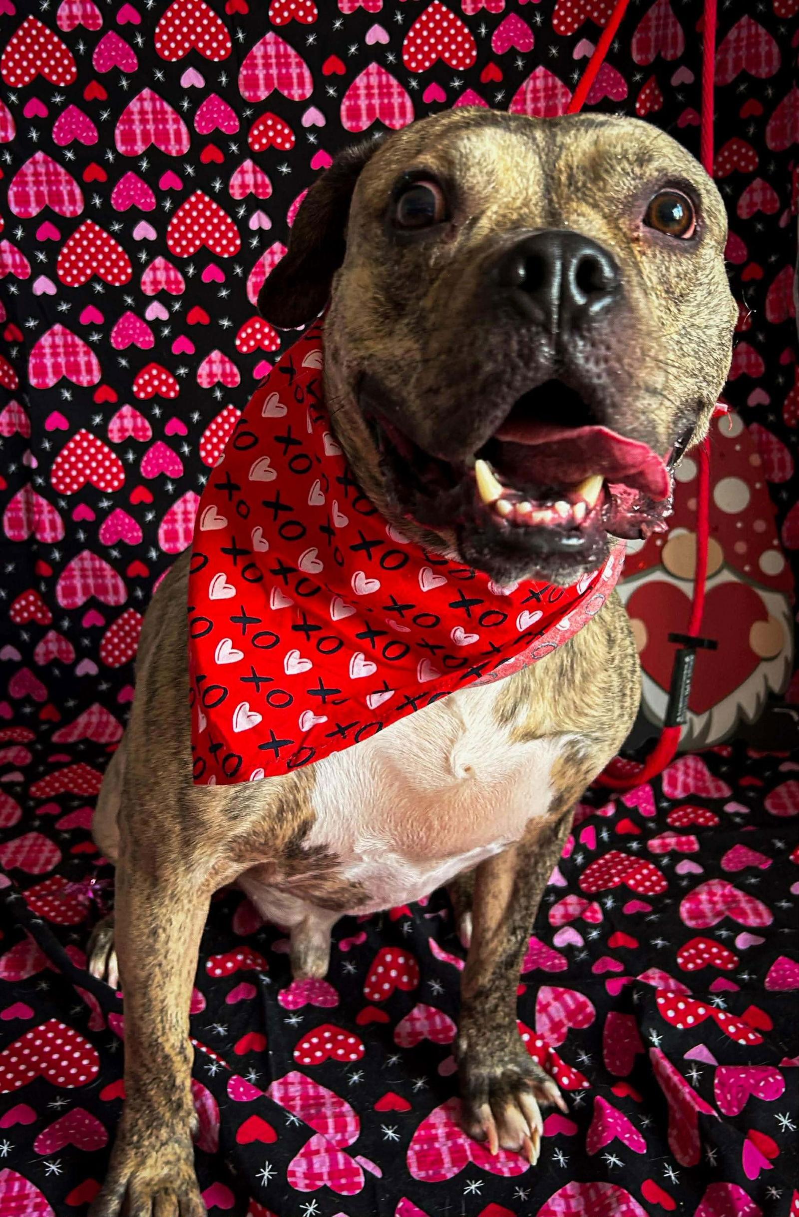 Willy, a Adoptable English Bulldog in Germantown, OH image 3/3