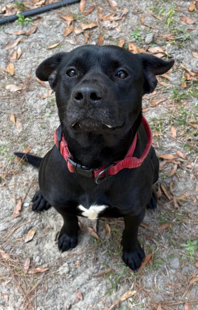 Bane, Adoptable, Young Male Terrier.
