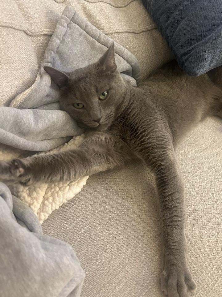 Enlarge Moonshine, a ADOPTABLE Domestic Short Hair in New York, NY image 2/3