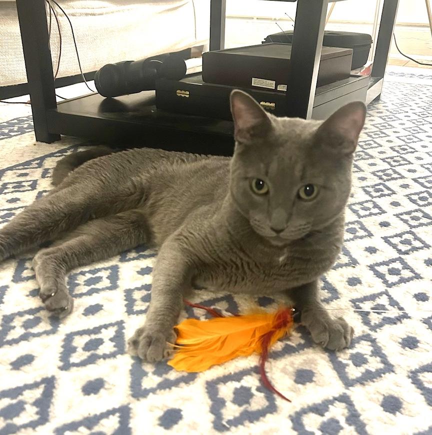 Enlarge Moonshine, a ADOPTABLE Domestic Short Hair in New York, NY image 1/3