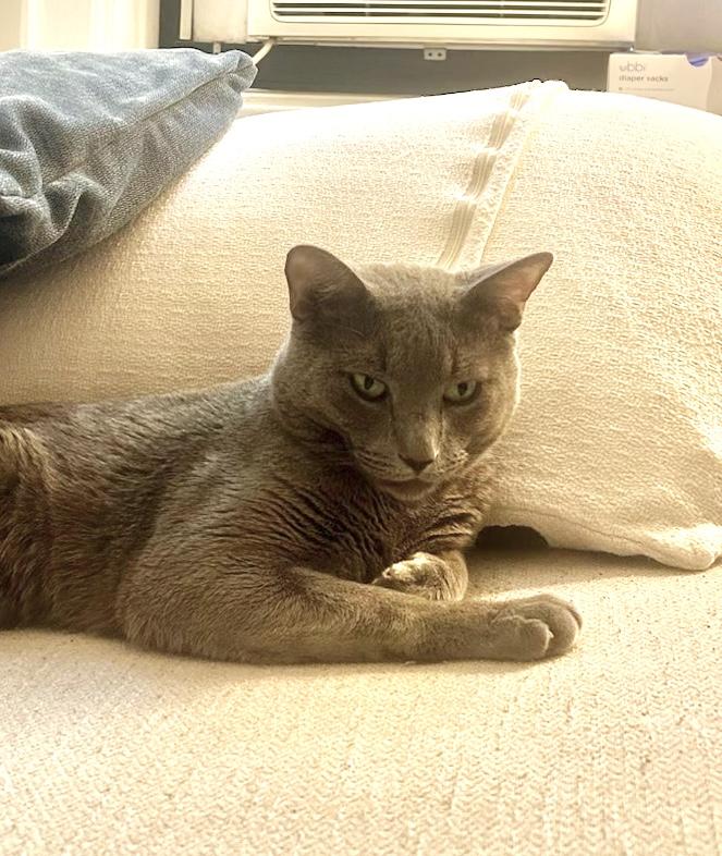 Enlarge Moonshine, a ADOPTABLE Domestic Short Hair in New York, NY image 3/3
