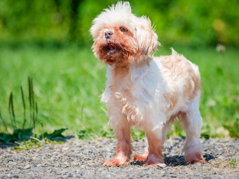 Enlarge Jilly, a Adoptable Shih Tzu in Pointe-Fortune, QC image 4/4