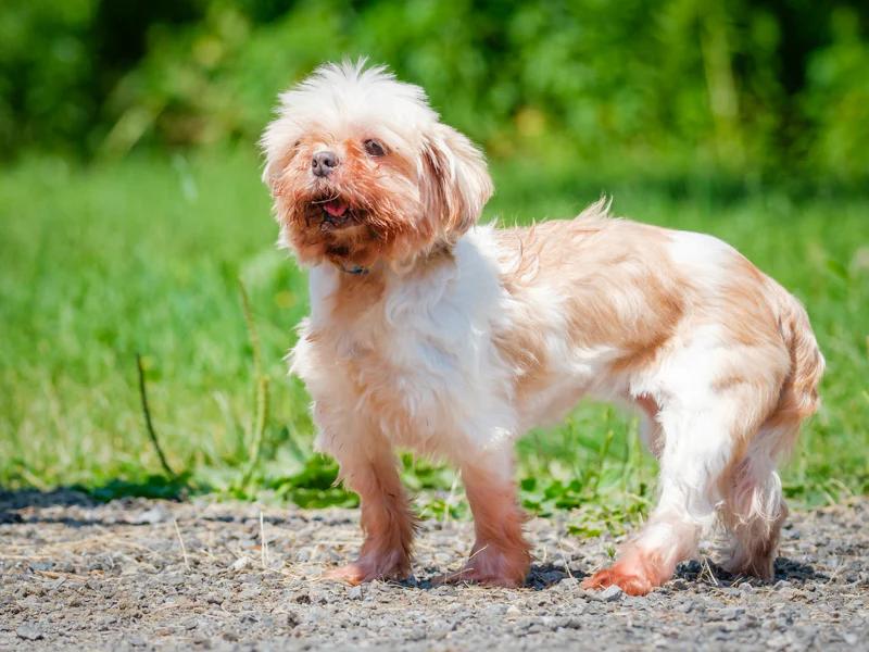 Enlarge Jilly, a Adoptable Shih Tzu in Pointe-Fortune, QC image 2/4