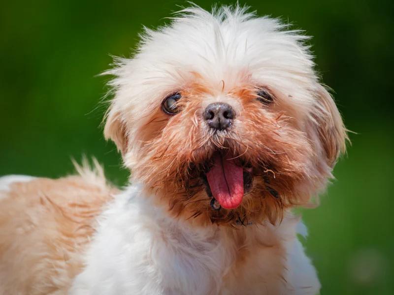 Jilly, Adoptable, Senior Female Shih Tzu.