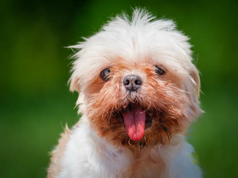 Enlarge Jilly, a Adoptable Shih Tzu in Pointe-Fortune, QC image 3/4