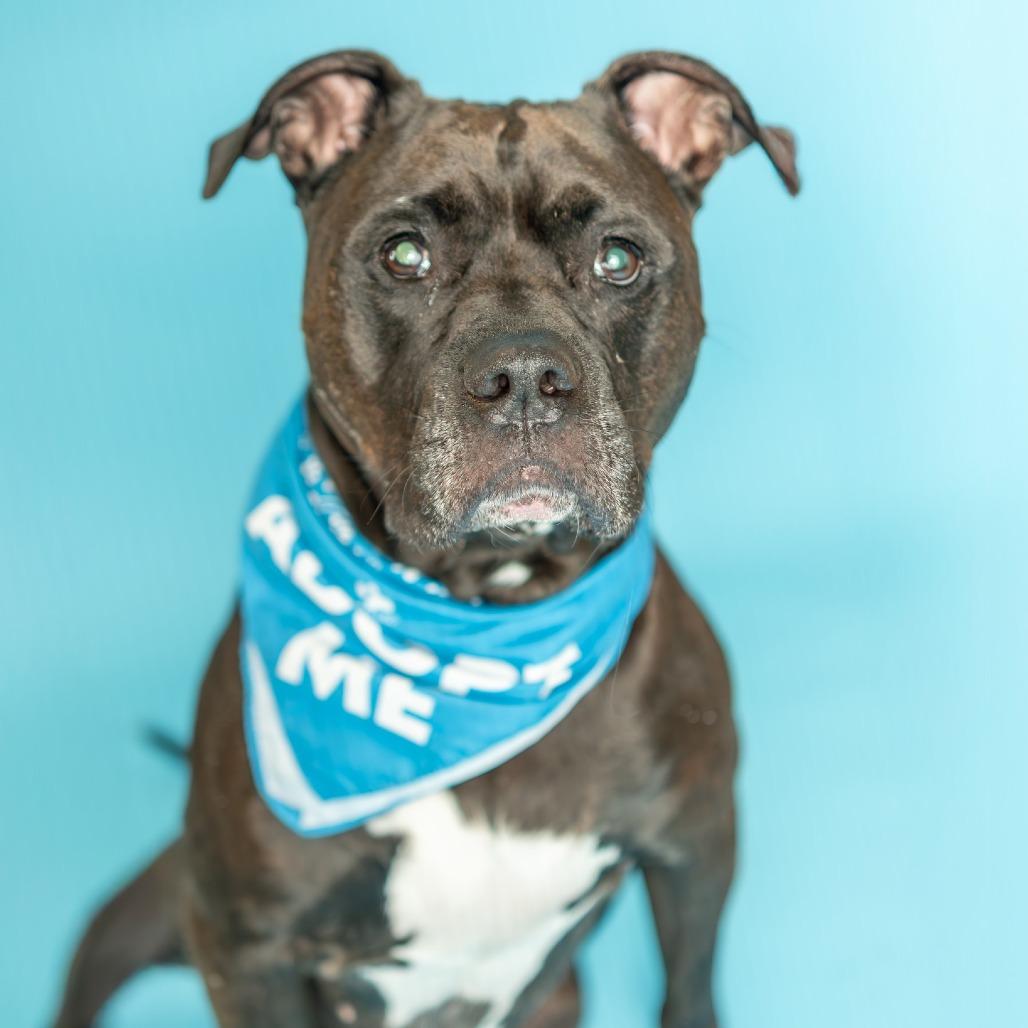 Enlarge Kane, a Adoptable mixed breed in Naperville, IL image 2/6