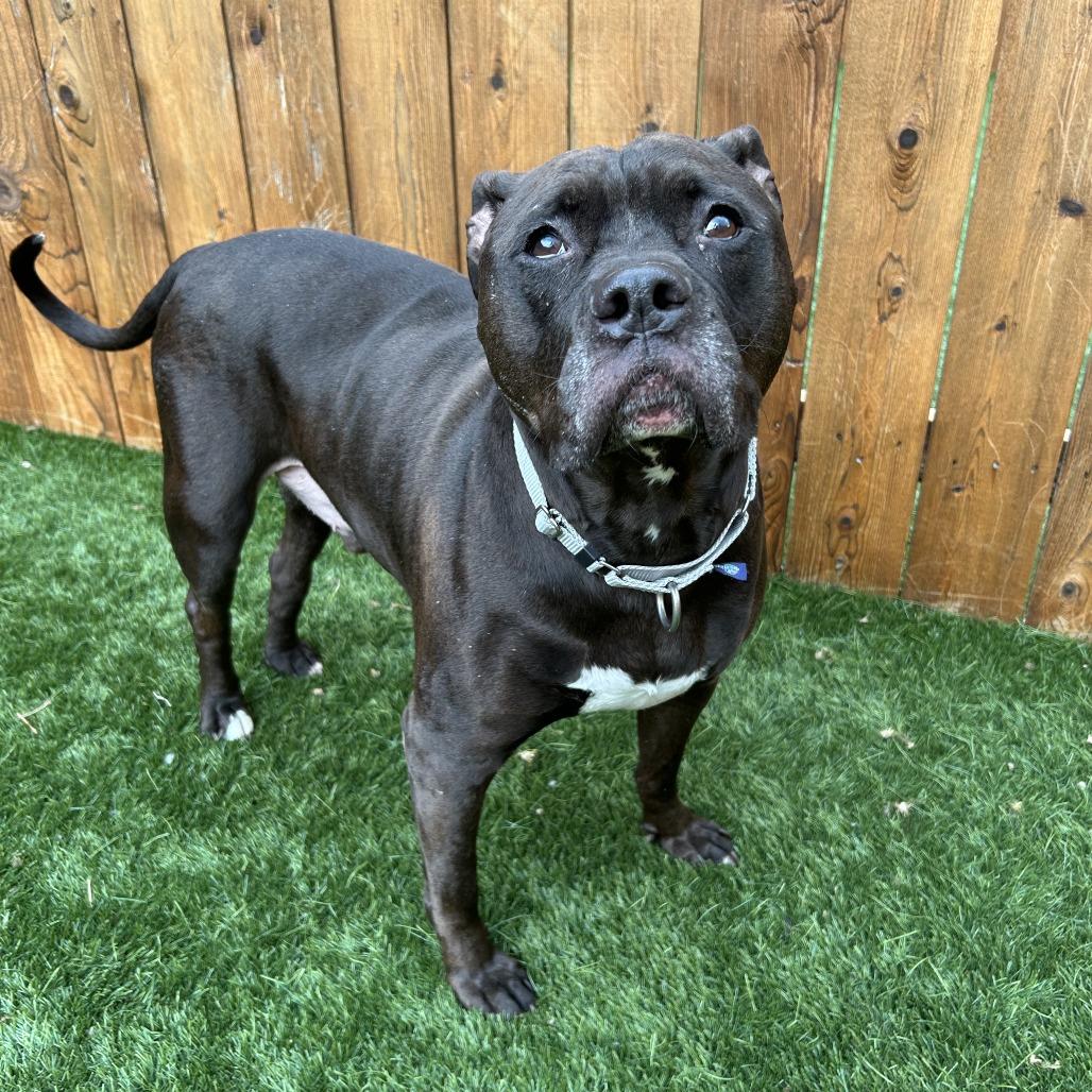 Enlarge Kane, a Adoptable mixed breed in Naperville, IL image 3/6