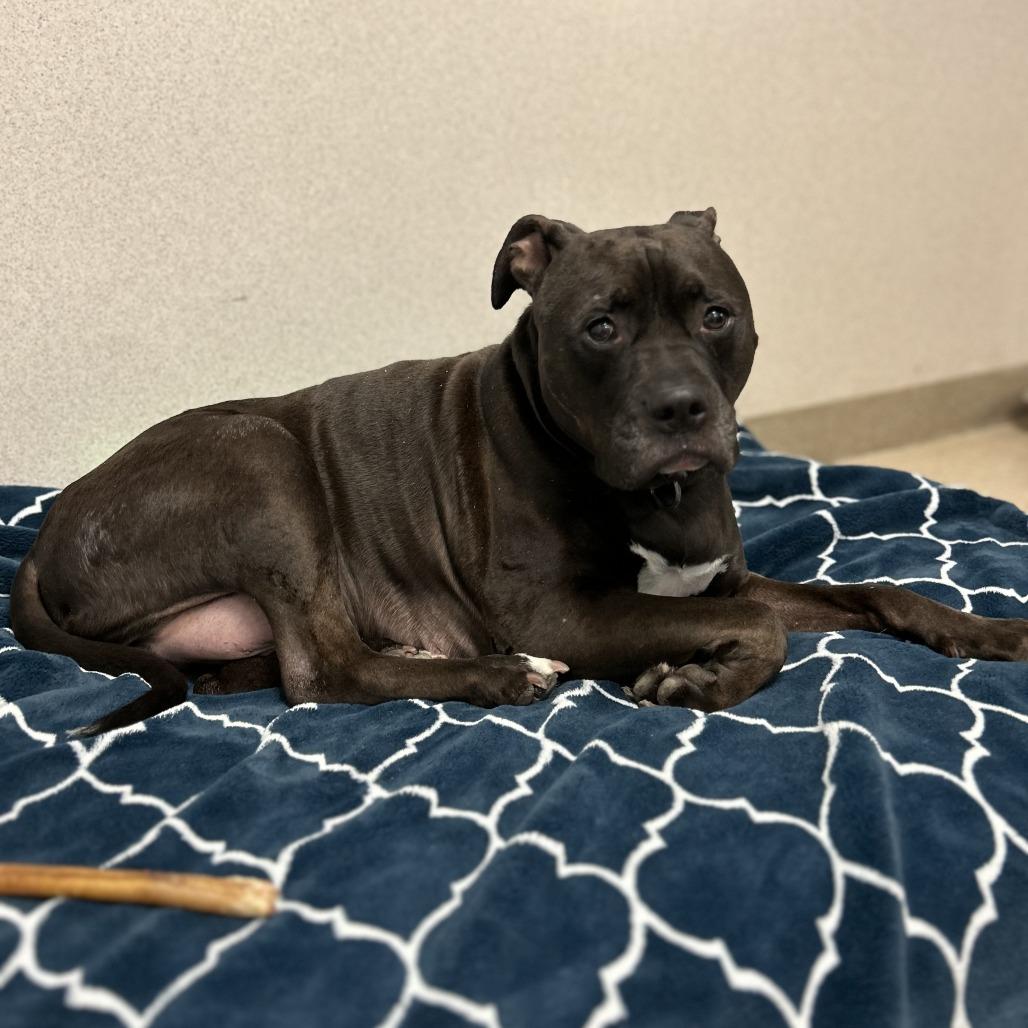 Enlarge Kane, a Adoptable mixed breed in Naperville, IL image 3/6