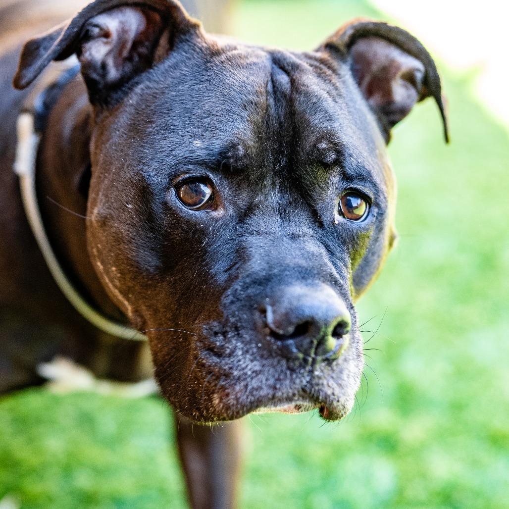 Enlarge Kane, a Adoptable mixed breed in Naperville, IL image 4/6