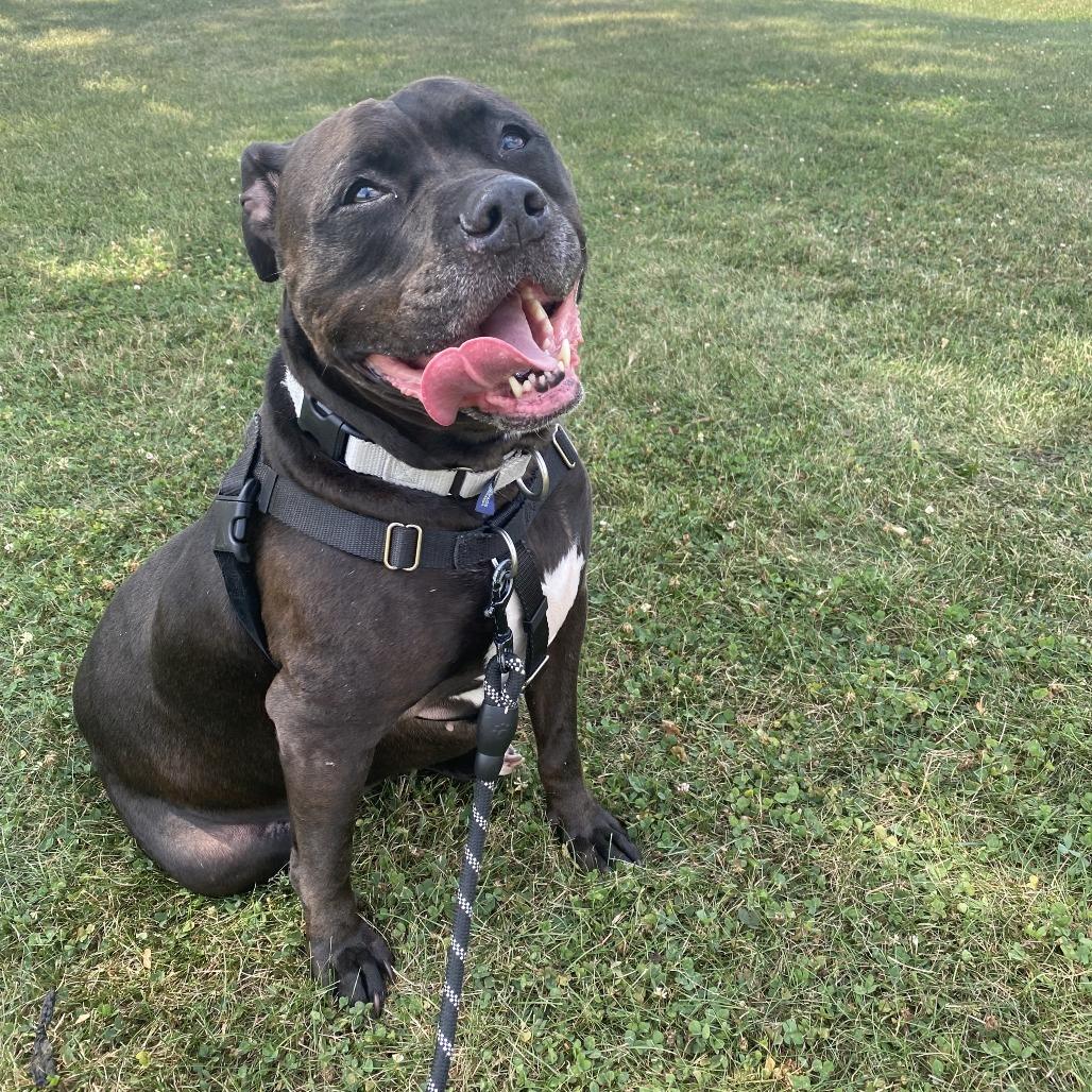 Enlarge Kane, a Adoptable mixed breed in Naperville, IL image 5/6