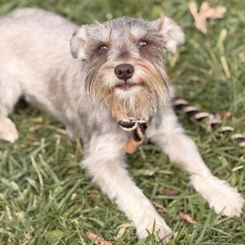 Enlarge Ava, an adoptable mixed breed in Sparta, NJ image 4/6