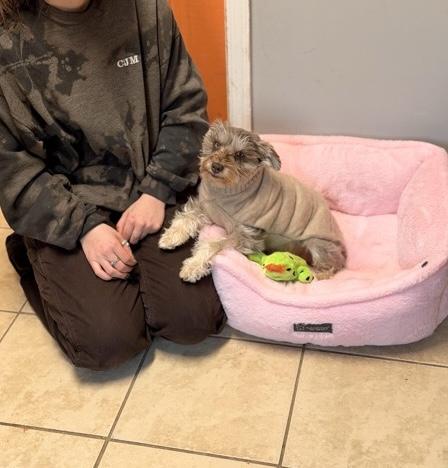 Enlarge Ava, an adoptable mixed breed in Sparta, NJ image 2/6