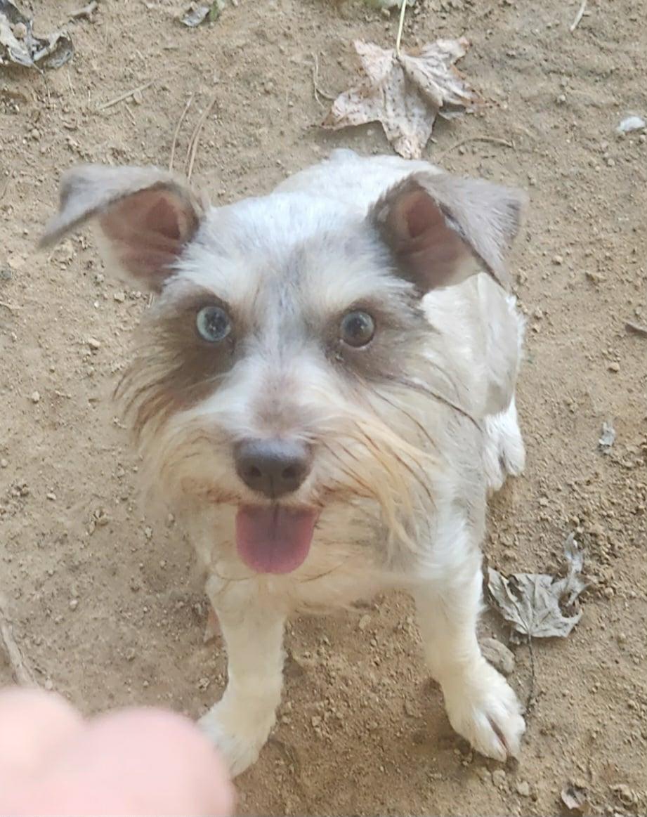 Ava, an adoptable Miniature Schnauzer, Schnoodle in Sparta, NJ, 07871 | Photo Image 1