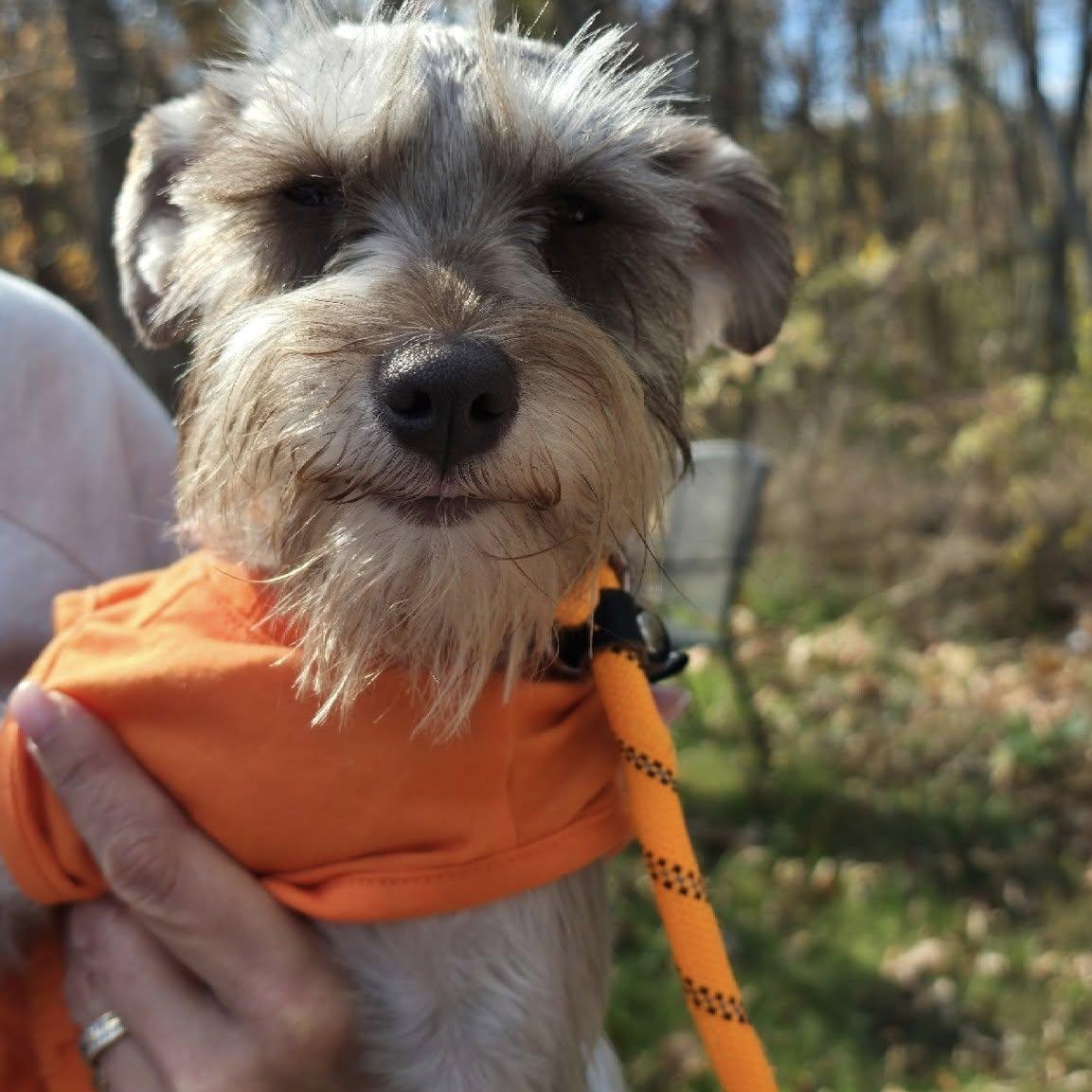 Enlarge Ava, an adoptable mixed breed in Sparta, NJ image 3/6