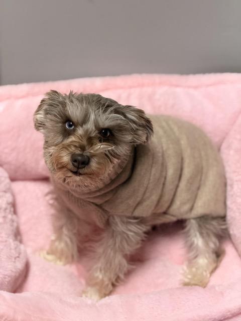 Enlarge Ava, an adoptable mixed breed in Sparta, NJ image 5/6