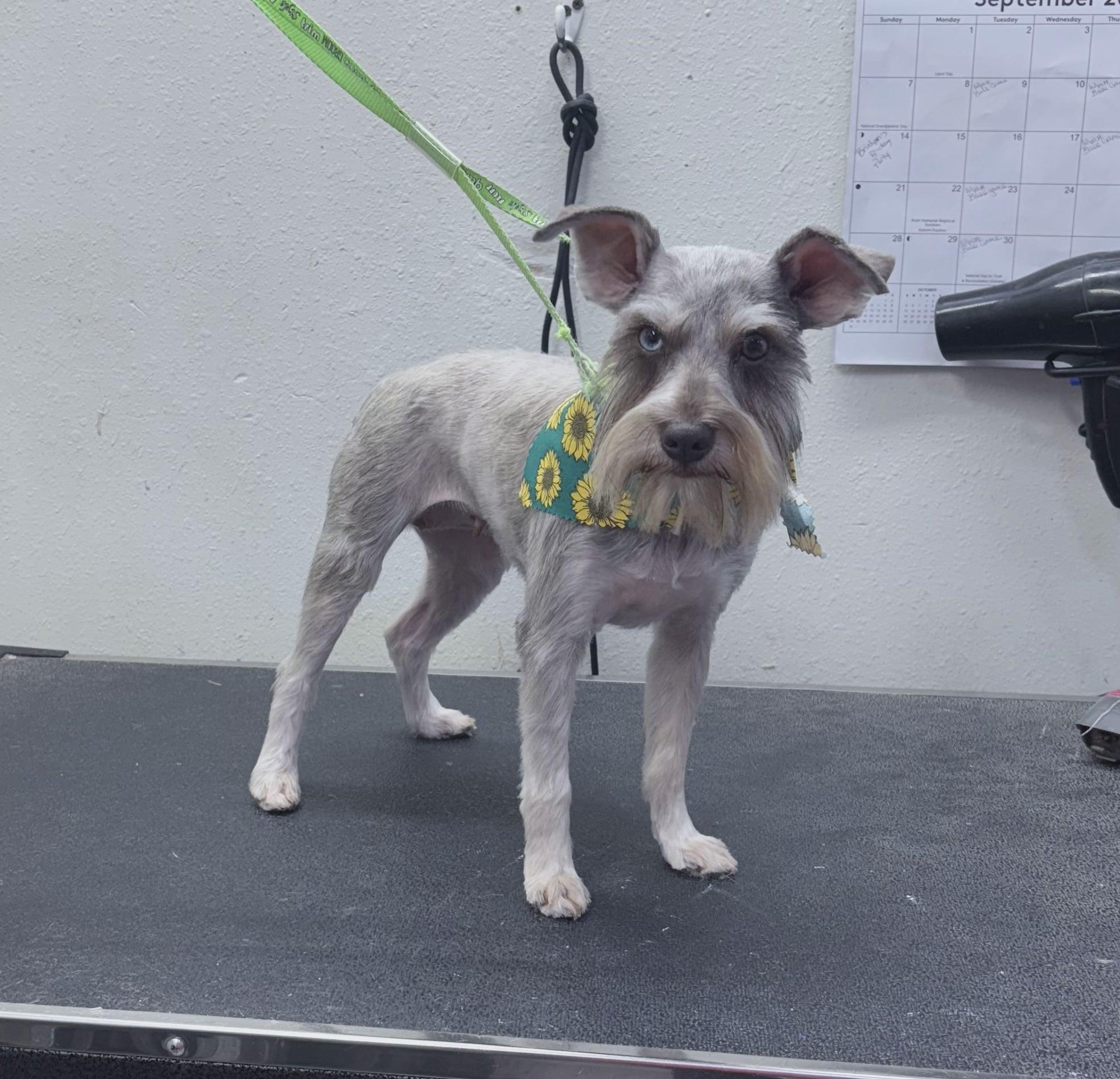 Ava, an adoptable Miniature Schnauzer, Schnoodle in Sparta, NJ, 07871 | Photo Image 4