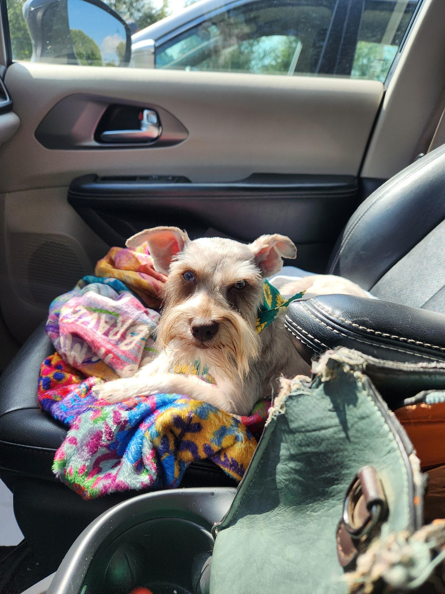 Ava, an adoptable Miniature Schnauzer, Schnoodle in Sparta, NJ, 07871 | Photo Image 3