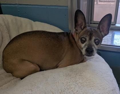 Molly, Adoptable, Senior Female Italian Greyhound & French Bulldog.