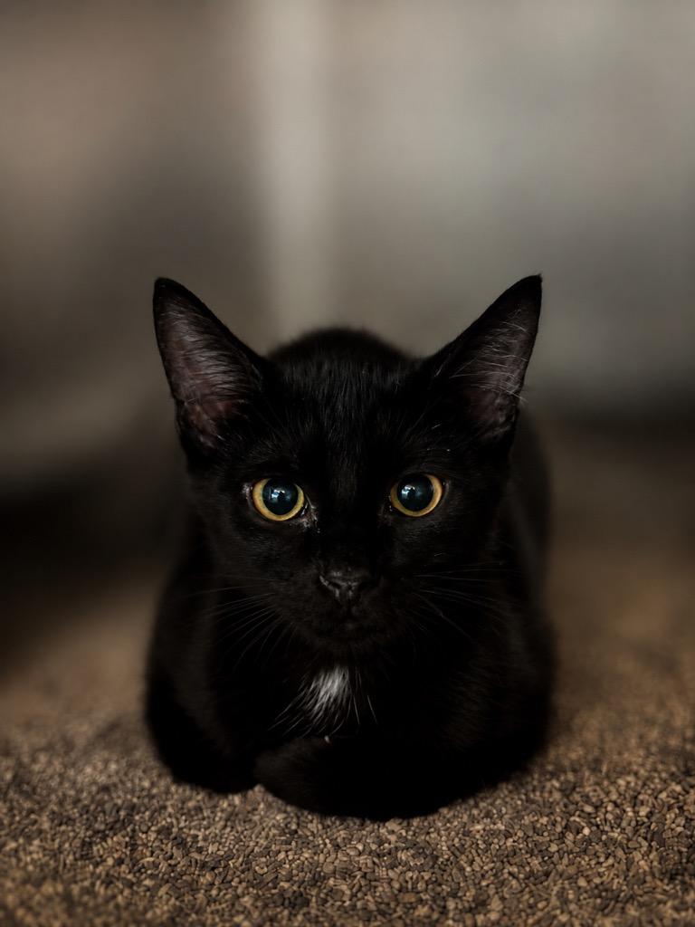 Sookie, Adoptable, Kitten Female Domestic Short Hair.