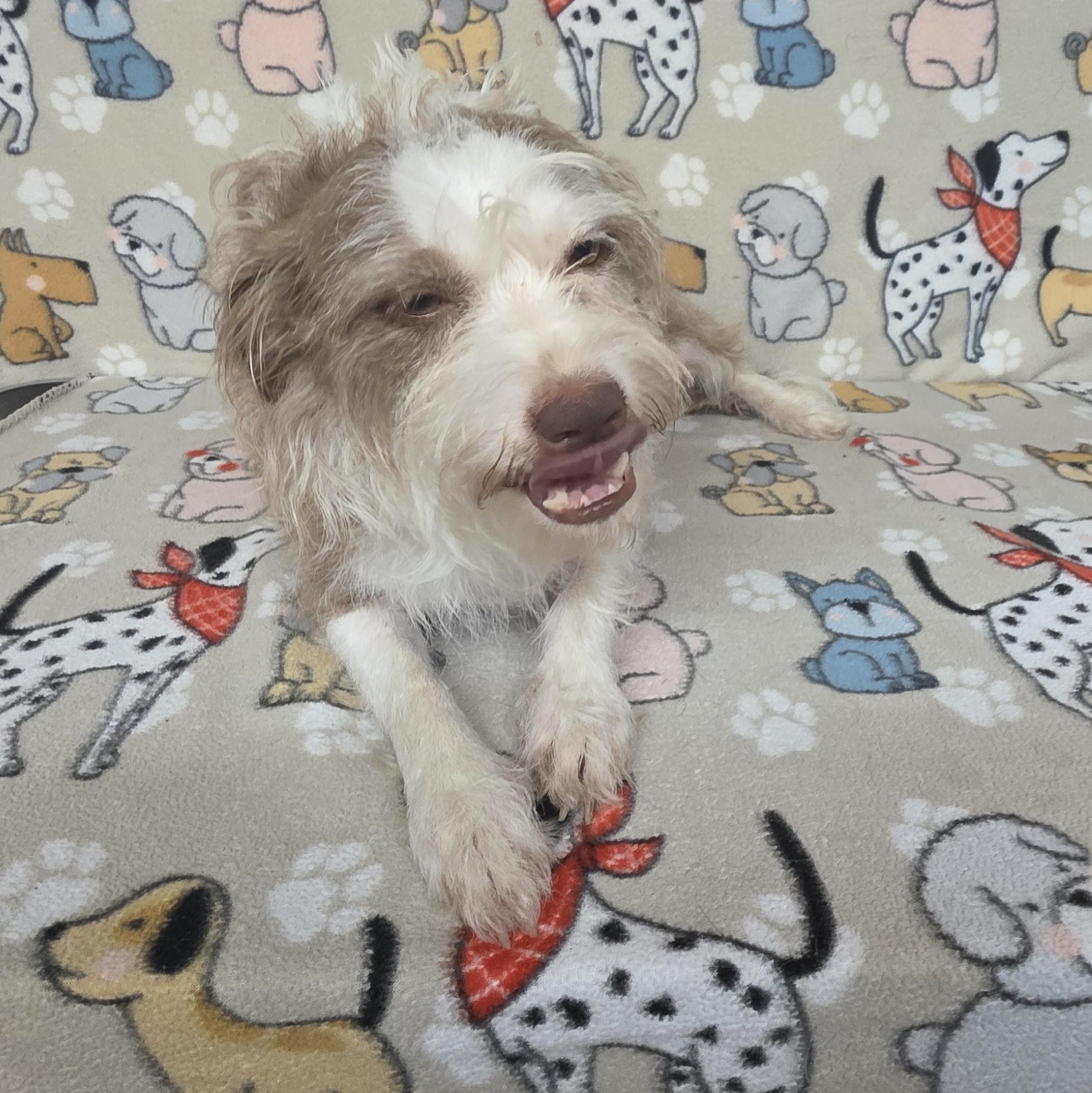 Mavis, a ADOPTABLE mixed breed in Dallas, GA image 4/5