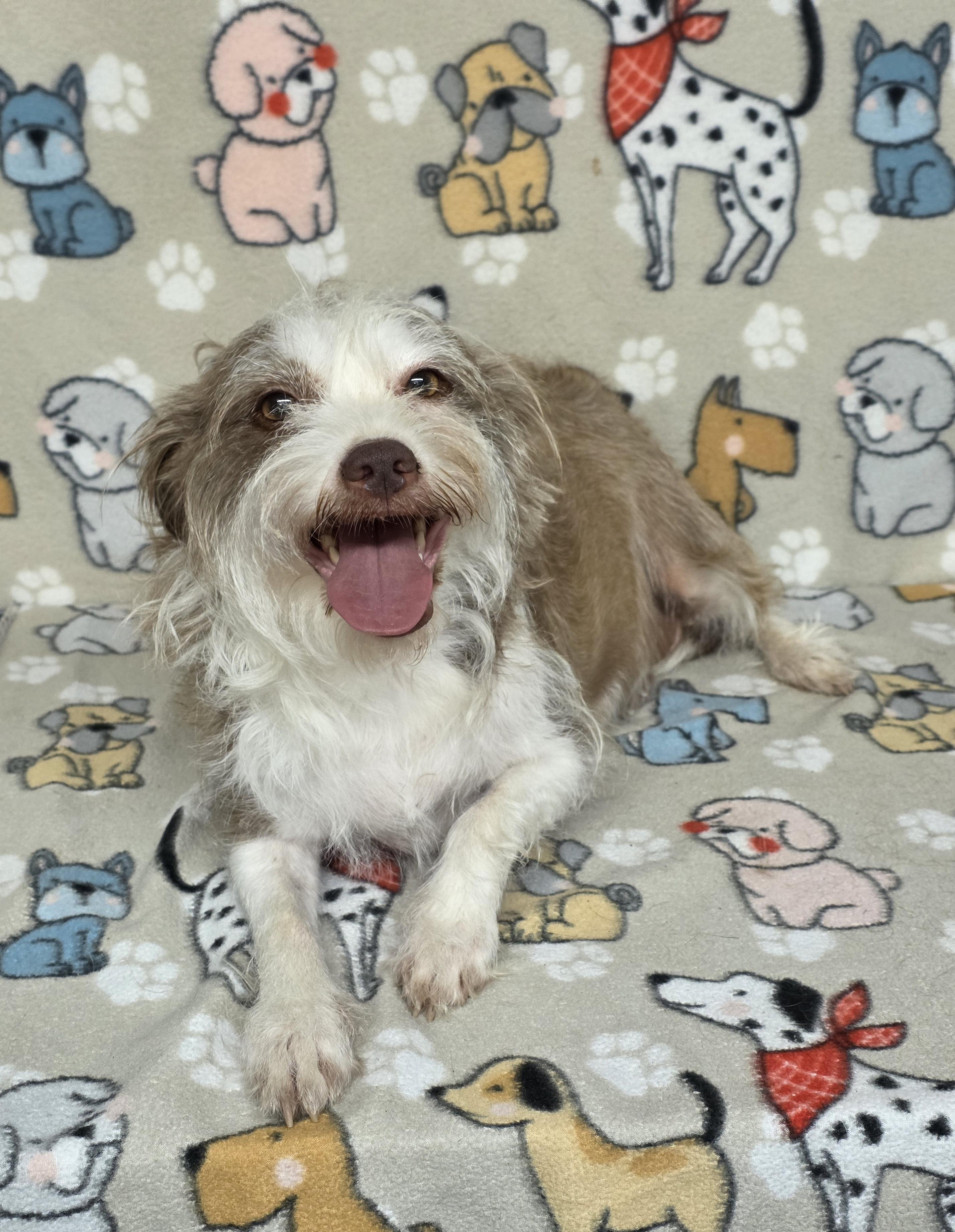 Mavis, ADOPTABLE, Adult Female Terrier.