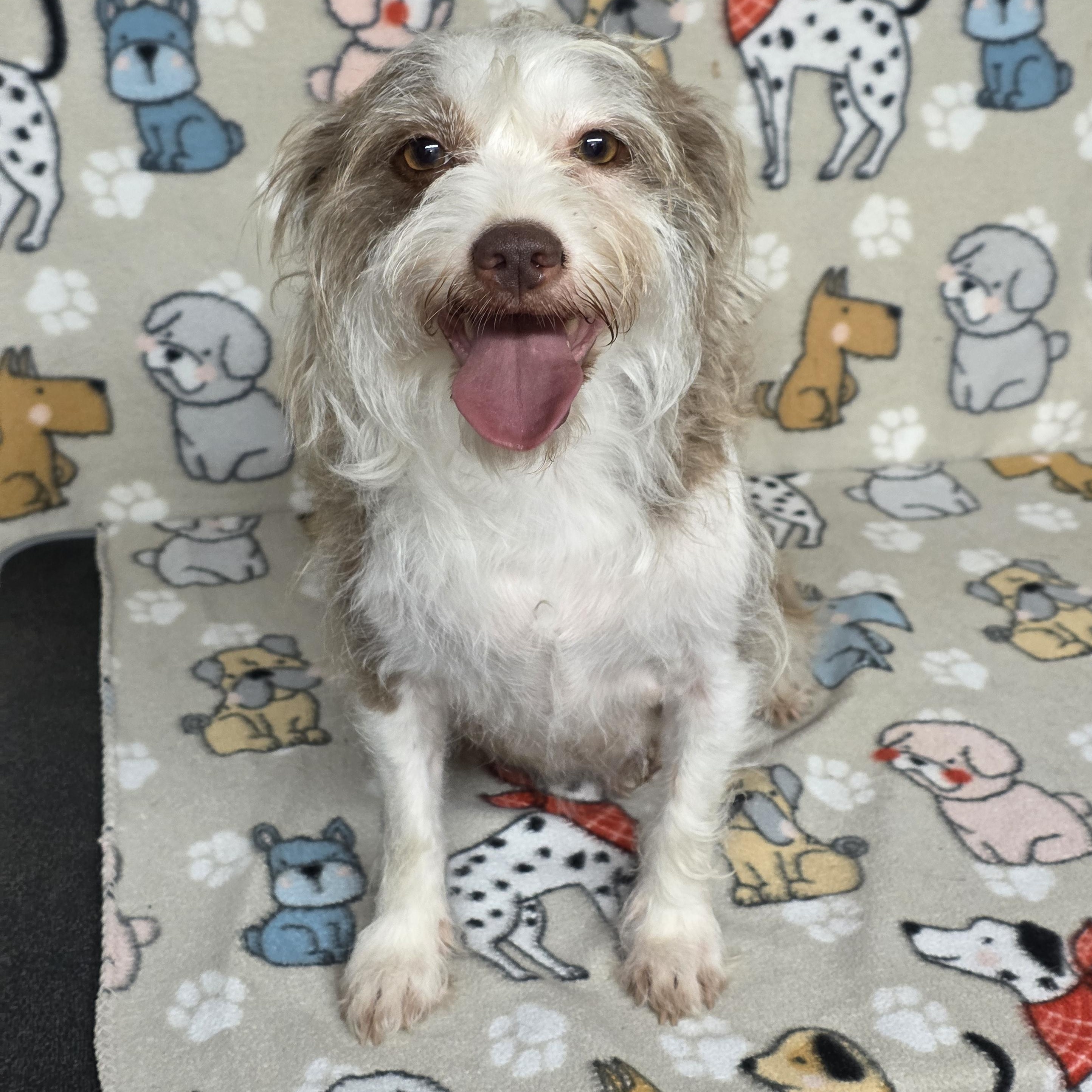 Mavis, a ADOPTABLE mixed breed in Dallas, GA image 2/5