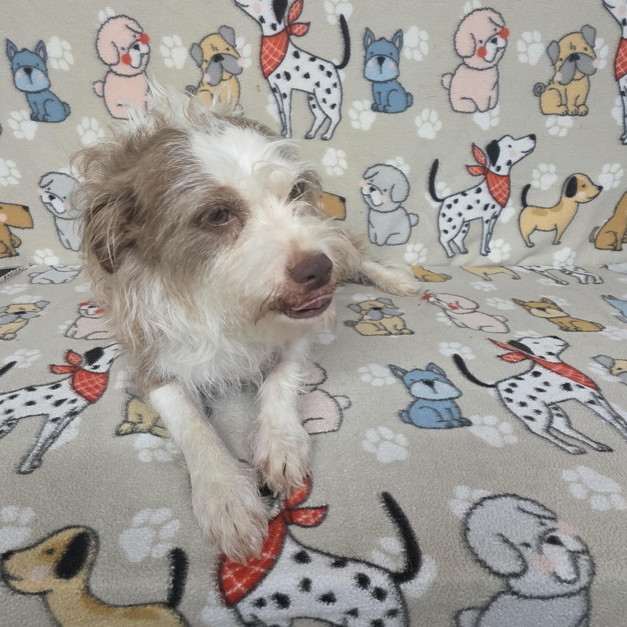 Mavis, a ADOPTABLE mixed breed in Dallas, GA image 3/5