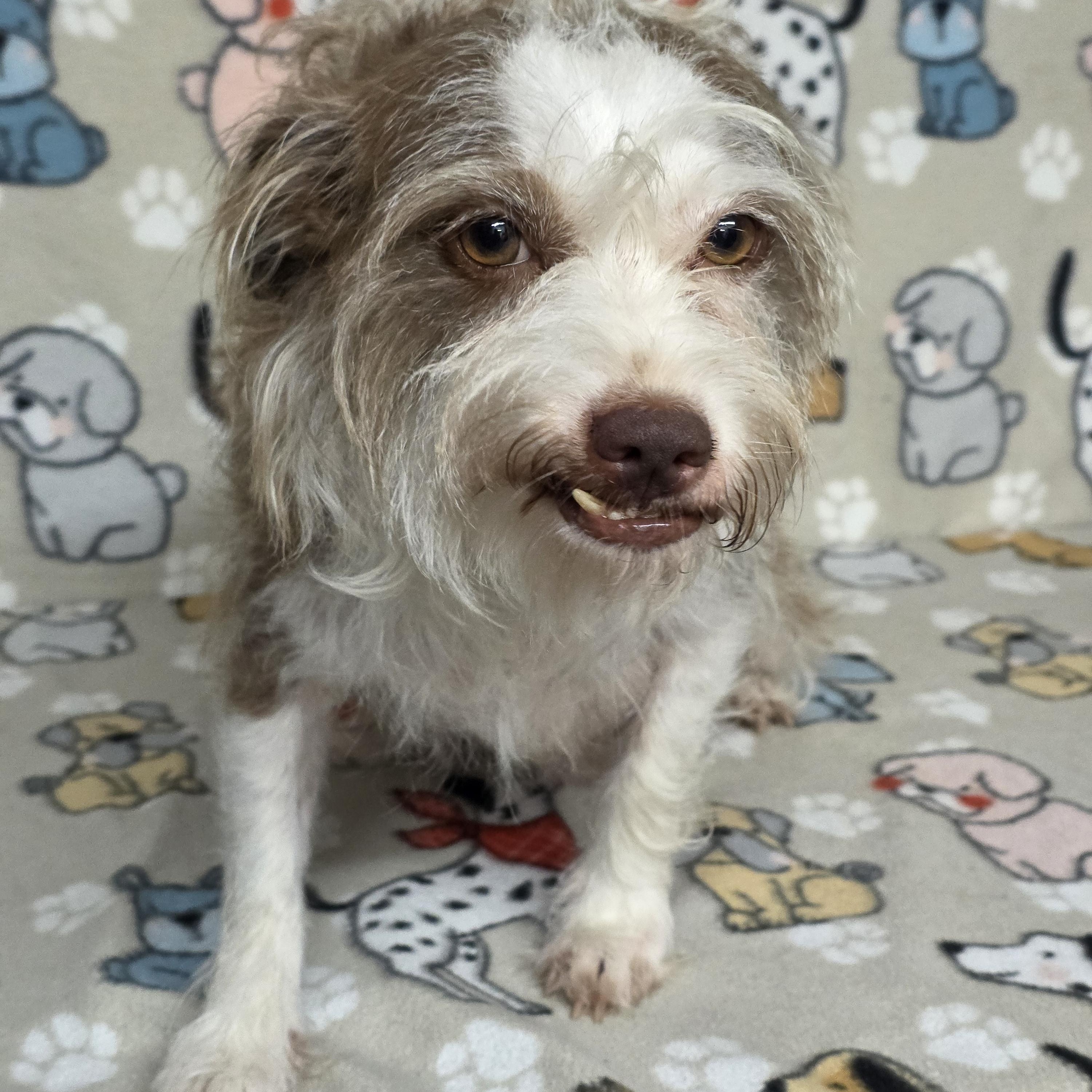 Mavis, a ADOPTABLE mixed breed in Dallas, GA image 5/5