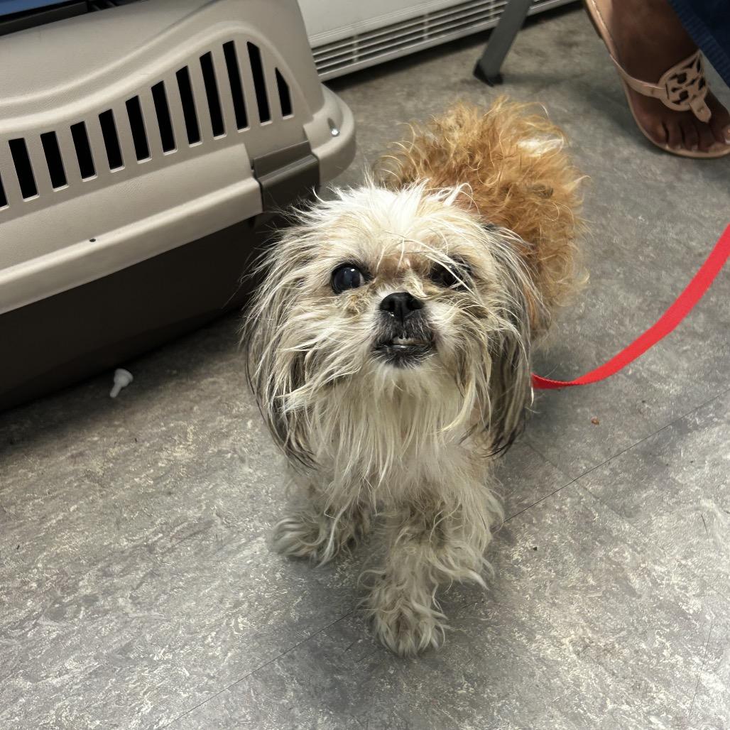 Pearl, Adoptable, Senior Female Mixed Breed.